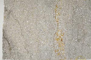 Plane Polarized, S59572