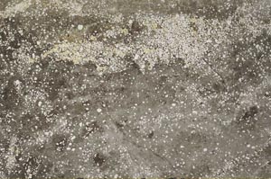 Plane Polarized, S59575