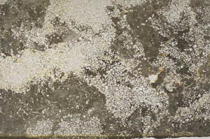 Plane Polarized, S59581