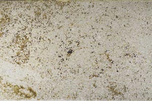 Plane Polarized, S59582/A