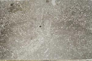 Plane Polarized, S59587