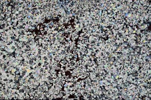 Cross Polarized, S59589/A