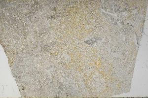 Plane Polarized, S59591