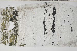 Plane Polarized, S59611