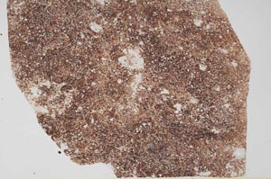 Plane Polarized, S59623