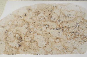 Plane Polarized, S59673