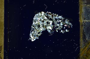 Cross Polarized, S59716