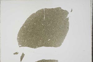 Plane Polarized, S59736