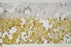 Plane Polarized, S59740