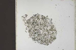 Plane Polarized, S59827