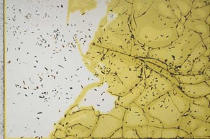 Plane Polarized, S59834/A