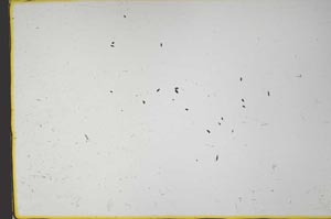 Plane Polarized, S59834/C