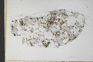 Plane Polarized, S59843