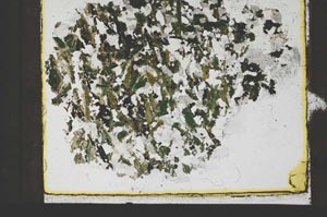 Plane Polarized, S59844