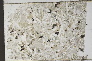 Plane Polarized, S59962