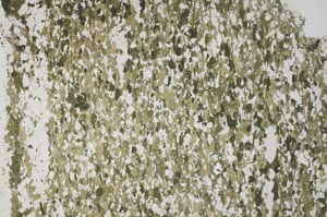 Plane Polarized, S59995