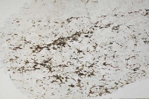 Plane Polarized, S59997