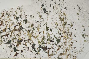 Plane Polarized, S60106