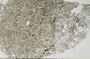 Plane Polarized, S60130