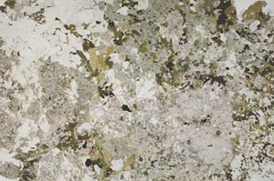 Plane Polarized, S60149