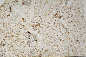 Plane Polarized, S60159