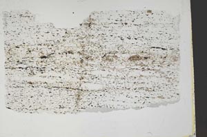 Plane Polarized, S60345