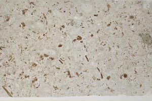 Plane Polarized, S60335