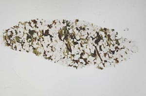 Plane Polarized, S60364