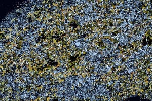 Cross Polarized, S60365