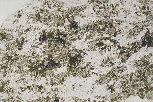 Plane Polarized, S60365