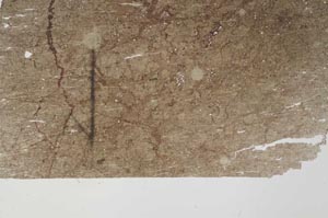 Plane Polarized, S60394