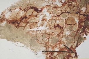 Plane Polarized, S60395