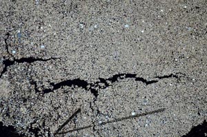 Cross Polarized, S60410