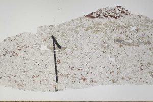 Plane Polarized, S60423