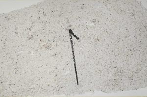 Plane Polarized, S60428