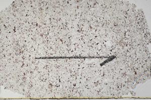 Plane Polarized, S60429