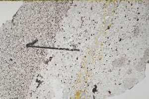 Plane Polarized, S60432