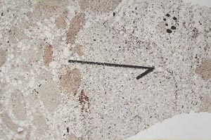 Plane Polarized, S60434