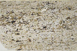 Plane Polarized, S60442/A