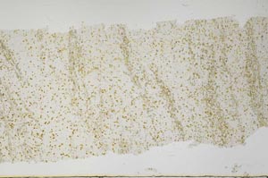 Plane Polarized, S60448/A