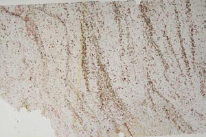 Plane Polarized, S60448/B