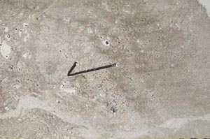 Plane Polarized, S60466