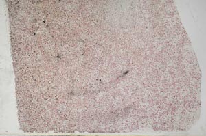 Plane Polarized, S60466/B