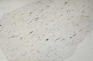 Plane Polarized, S60510