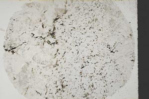 Plane Polarized, S60521