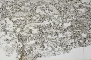 Plane Polarized, S60577