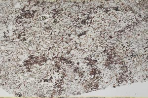 Plane Polarized, S60579