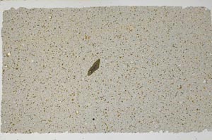 Plane Polarized, S60766