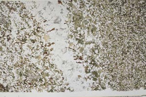 Plane Polarized, S60865