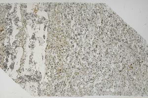 Plane Polarized, S60874